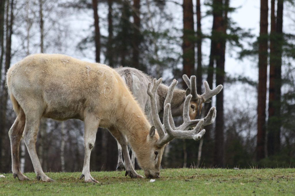 Atrakcje w okolicy | Wypoczynek Mazury Mikołajki – Kotwicownia